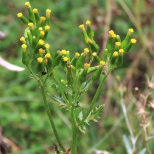 Senecio distalilobatus at Tinderry, NSW - 16 Mar 2024 02:27 PM