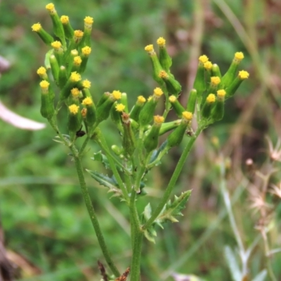 Senecio distalilobatus (Distal-lobe Fireweed) at Tinderry, NSW - 16 Mar 2024 by AndyRoo