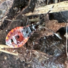 Dindymus versicolor (Harlequin Bug) at Kangaroo Valley, NSW - 23 Mar 2024 by lbradley