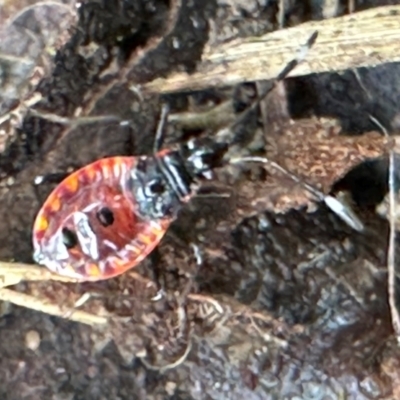 Dindymus versicolor (Harlequin Bug) at suppressed - 23 Mar 2024 by lbradleyKV