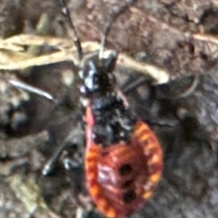 Dindymus versicolor at Kangaroo Valley, NSW - 23 Mar 2024