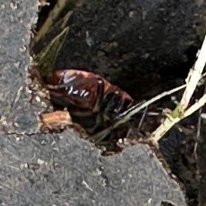 Dindymus versicolor at Kangaroo Valley, NSW - suppressed