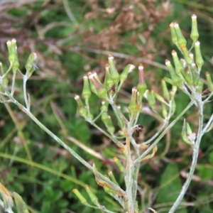 Senecio gunnii at Tinderry, NSW - 16 Mar 2024