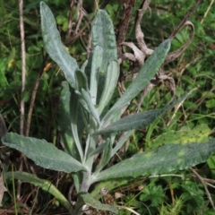 Senecio gunnii at Tinderry, NSW - 16 Mar 2024