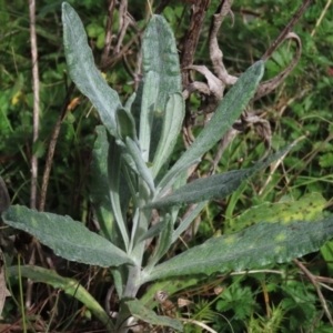 Senecio gunnii at Tinderry, NSW - 16 Mar 2024