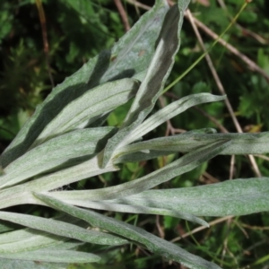 Senecio gunnii at Tinderry, NSW - 16 Mar 2024