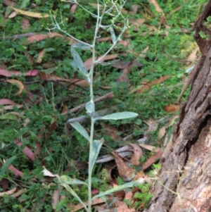 Senecio gunnii at Tinderry, NSW - 16 Mar 2024