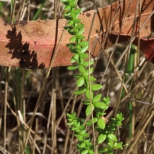 Galium ciliare subsp. ciliare at Tinderry, NSW - 16 Mar 2024