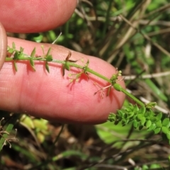 Galium ciliare subsp. ciliare at Tinderry, NSW - 16 Mar 2024