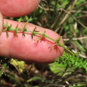 Galium ciliare subsp. ciliare at Tinderry, NSW - 16 Mar 2024