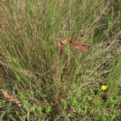 Galium ciliare subsp. ciliare at Tinderry, NSW - 16 Mar 2024