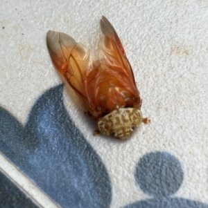 Paropsis atomaria at Wanniassa, ACT - 23 Mar 2024