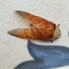 Paropsis atomaria at Wanniassa, ACT - 23 Mar 2024