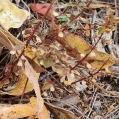 Scutellaria humilis at Isaacs Ridge and Nearby - 23 Mar 2024 12:05 PM