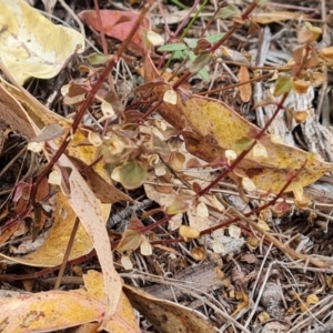 Scutellaria humilis at Isaacs Ridge and Nearby - 23 Mar 2024