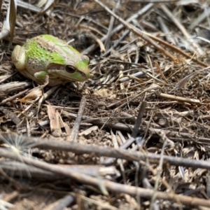 Litoria verreauxii verreauxii at Gundaroo, NSW - 26 Feb 2024