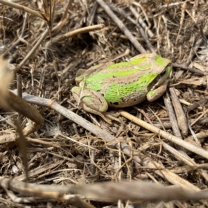 Litoria verreauxii verreauxii at Gundaroo, NSW - 26 Feb 2024