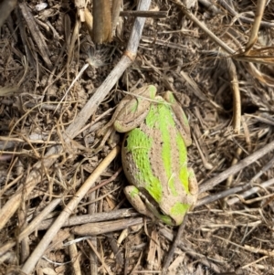 Litoria verreauxii verreauxii at Gundaroo, NSW - 26 Feb 2024