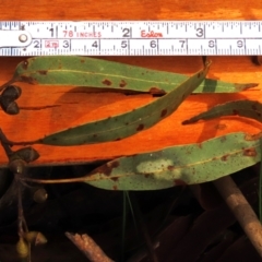 Eucalyptus dalrympleana subsp. dalrympleana (Mountain Gum) at Tinderry, NSW - 16 Mar 2024 by AndyRoo