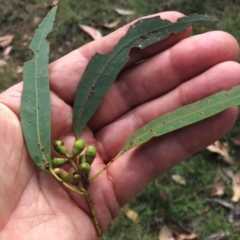 Eucalyptus dalrympleana subsp. dalrympleana at Tinderry, NSW - 16 Mar 2024