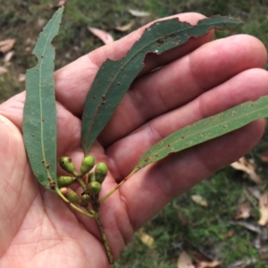 Eucalyptus dalrympleana subsp. dalrympleana at Tinderry, NSW - 16 Mar 2024