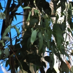 Eucalyptus dalrympleana subsp. dalrympleana at Tinderry, NSW - 16 Mar 2024