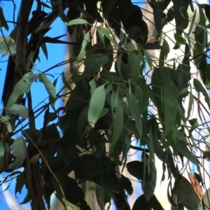 Eucalyptus dalrympleana subsp. dalrympleana at Tinderry, NSW - 16 Mar 2024