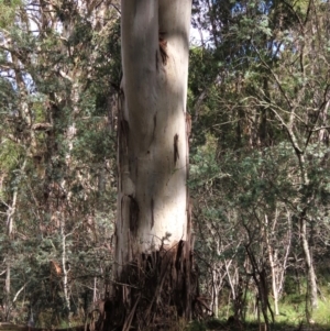 Eucalyptus dalrympleana subsp. dalrympleana at Tinderry, NSW - 16 Mar 2024