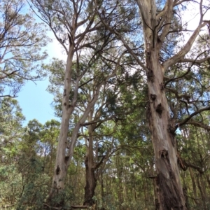 Eucalyptus dalrympleana subsp. dalrympleana at Tinderry, NSW - 16 Mar 2024