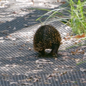 Tachyglossus aculeatus at Tidbinbilla Nature Reserve - 22 Mar 2024