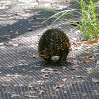 Tachyglossus aculeatus (Short-beaked Echidna) at Tidbinbilla Nature Reserve - 22 Mar 2024 by DPRees125