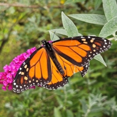 Danaus plexippus (Monarch) at QPRC LGA - 23 Mar 2024 by MatthewFrawley