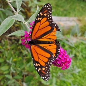 Danaus plexippus at QPRC LGA - 23 Mar 2024