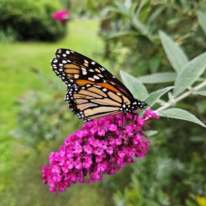 Danaus plexippus at QPRC LGA - 23 Mar 2024 12:08 PM