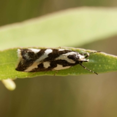 Epithymema incomposita (Chezela group) at Paddys River, ACT - 22 Mar 2024 by DPRees125