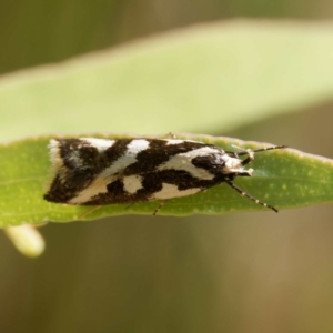 Epithymema incomposita at Tidbinbilla Nature Reserve - 22 Mar 2024 03:28 PM