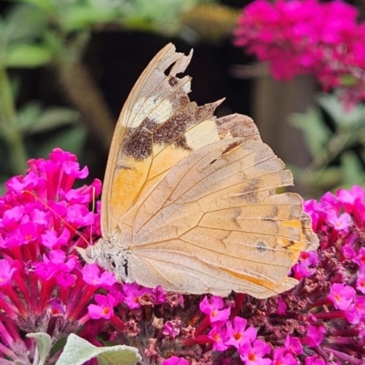 Heteronympha merope (Common Brown Butterfly) at Braidwood, NSW - 23 Mar 2024 by MatthewFrawley