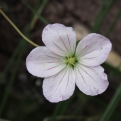 Geranium neglectum (Red-stemmed Cranesbill) at Tinderry, NSW - 16 Mar 2024 by AndyRoo