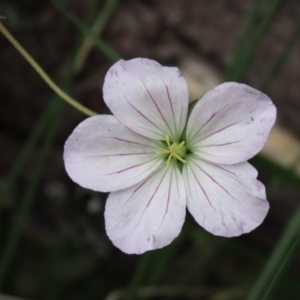 Geranium neglectum at Tinderry, NSW - 16 Mar 2024