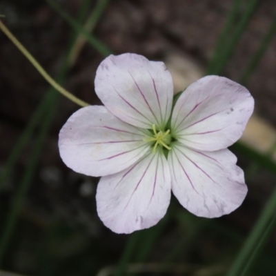 Geranium neglectum (Red-stemmed Cranesbill) at Tinderry, NSW - 16 Mar 2024 by AndyRoo