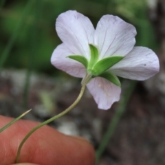 Geranium neglectum at Tinderry, NSW - 16 Mar 2024