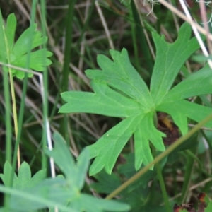 Geranium neglectum at Tinderry, NSW - 16 Mar 2024