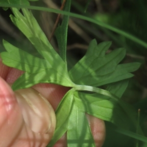 Geranium neglectum at Tinderry, NSW - 16 Mar 2024