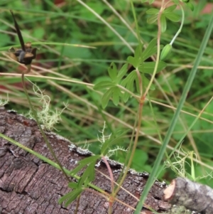 Geranium neglectum at Tinderry, NSW - 16 Mar 2024