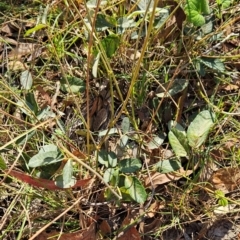 Oxytes brachypoda (Large Tick-trefoil) at Bullen Range - 23 Mar 2024 by BethanyDunne