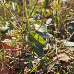 Oxytes brachypoda at Bullen Range - 23 Mar 2024 08:22 AM