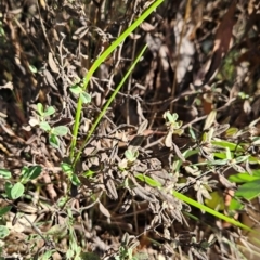 Pomaderris pallida (Pale Pomaderris) at Bullen Range - 23 Mar 2024 by BethanyDunne