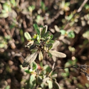 Pomaderris pallida at Bullen Range - 23 Mar 2024