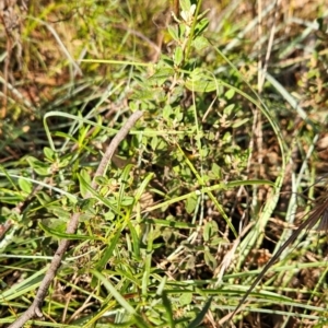 Pomaderris pallida at Bullen Range - 23 Mar 2024