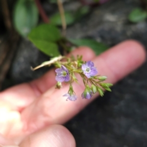 Veronica anagallis-aquatica at Bullen Range - 23 Mar 2024 09:36 AM